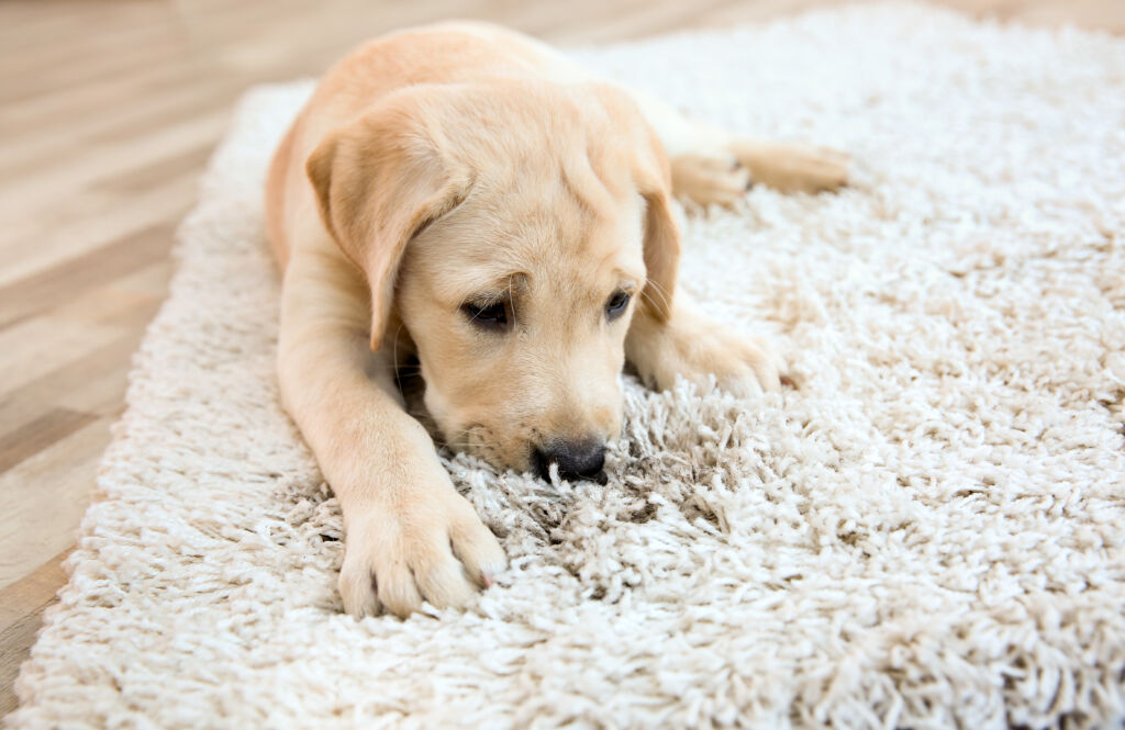 Pet Urine and Odor Removal